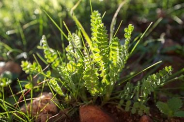 10 Health Benefits of Astragalus