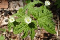 10 Potential Health Benefits of Goldenseal