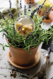 Lavender Pannacotta with Lemony Pears